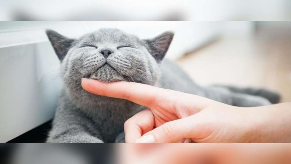 Cat Care