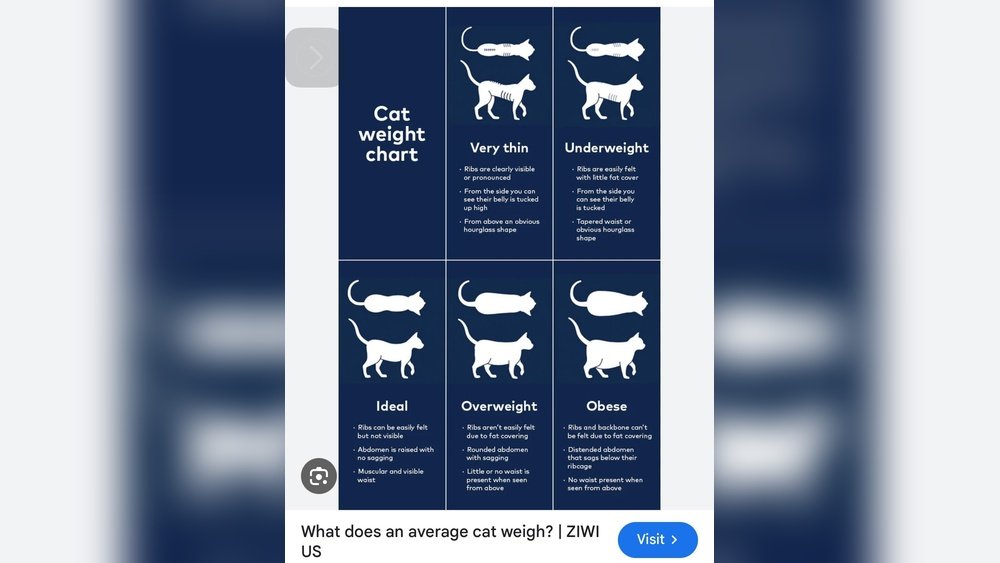 How Often Should I Feed My Cat