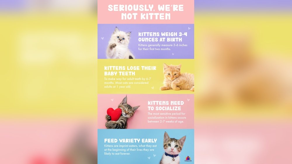 How to Care for a Kitten
