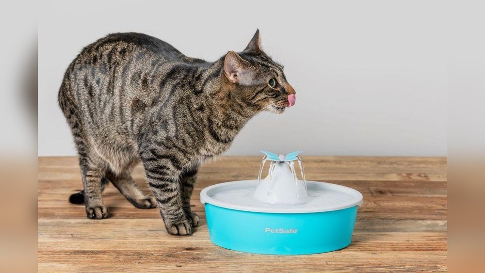 How to Take Care of a Cat
