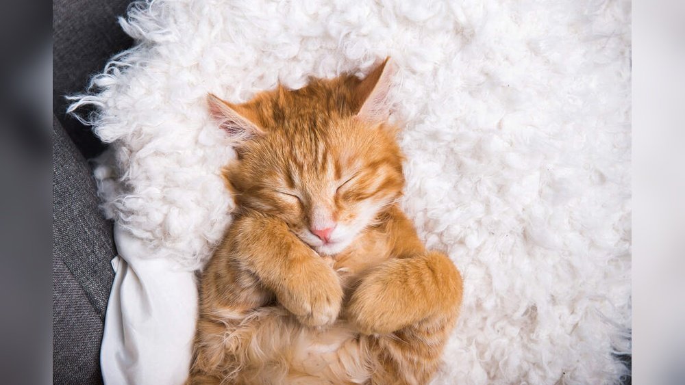 What Do Cats Need Every Day