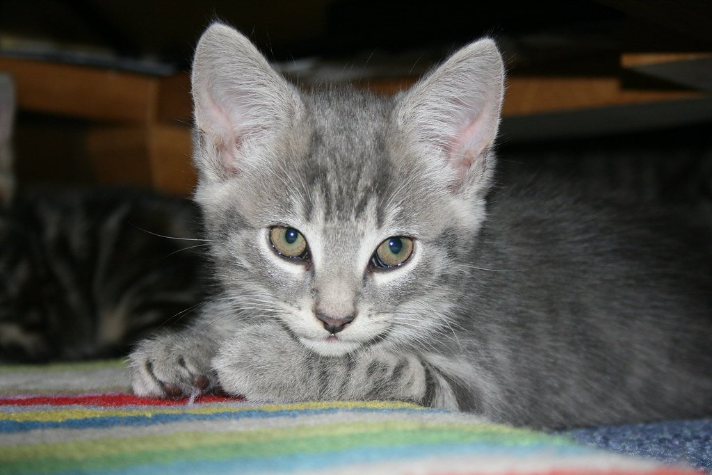 Adopting a Shelter Cat: What to Expect