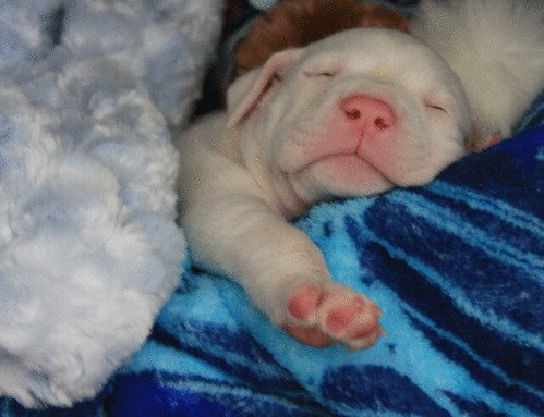 Adopting a Shelter Dog: What to Expect