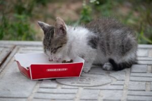 Cat eating wet food dispensed by an automatic feeder
