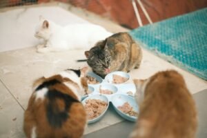 Cats eating from bowls monitored by an automatic feeder camera