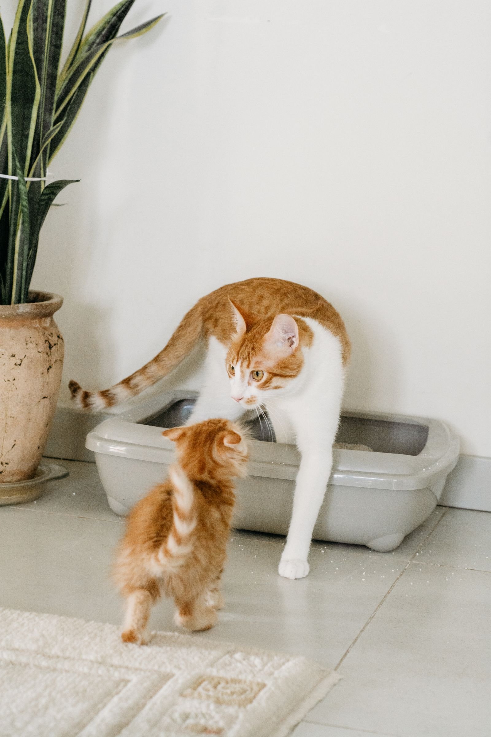Cat and kitten next to an automatic litter box at home