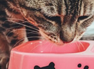 Indoor tabby cat eating from a bowl of cat food