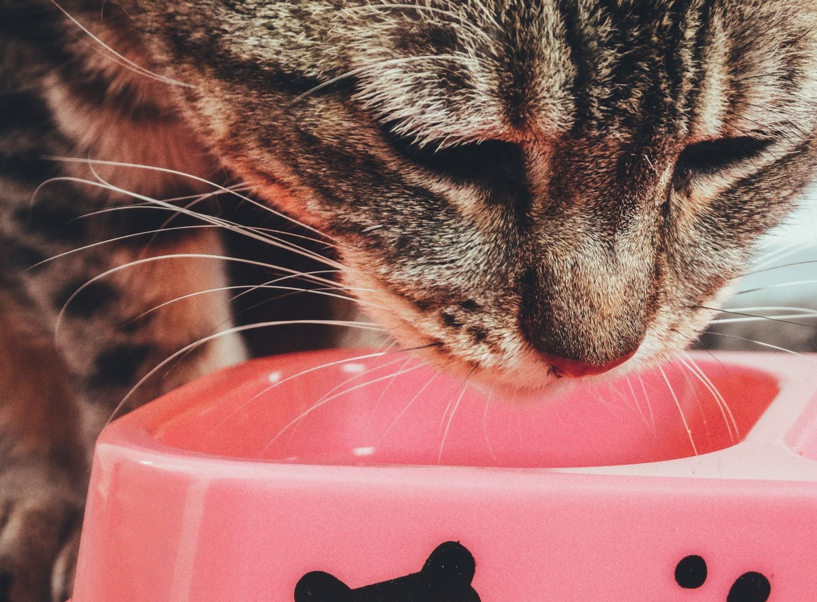 Indoor tabby cat eating from a bowl of cat food