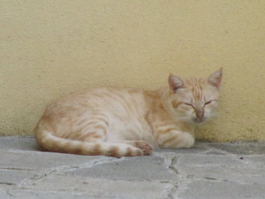 Caring for an Aging Cat: What Changes