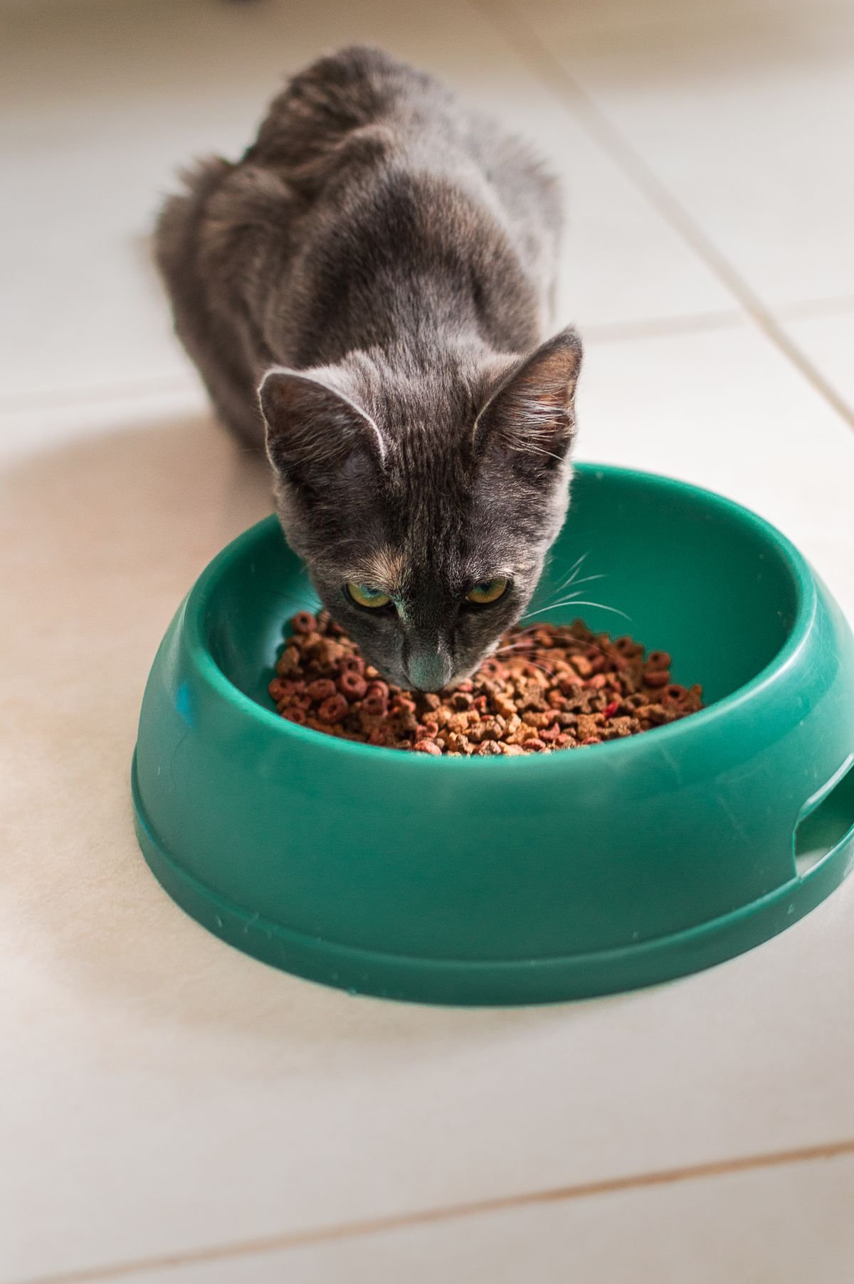 Gray cat eating dry food from a green bowl indoors