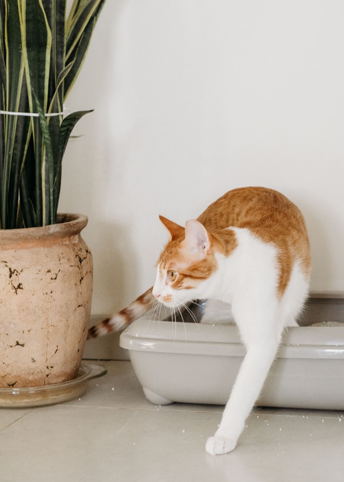 Cat stepping out of a litter box at home