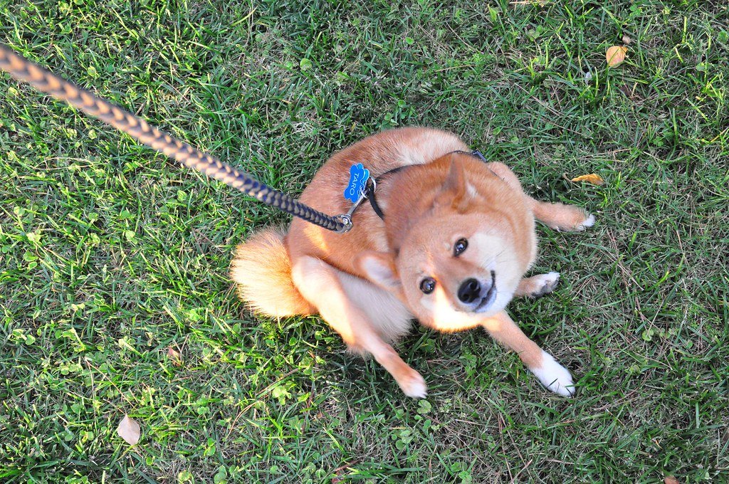 Common Ear Infections in Dogs: Signs and Treatment