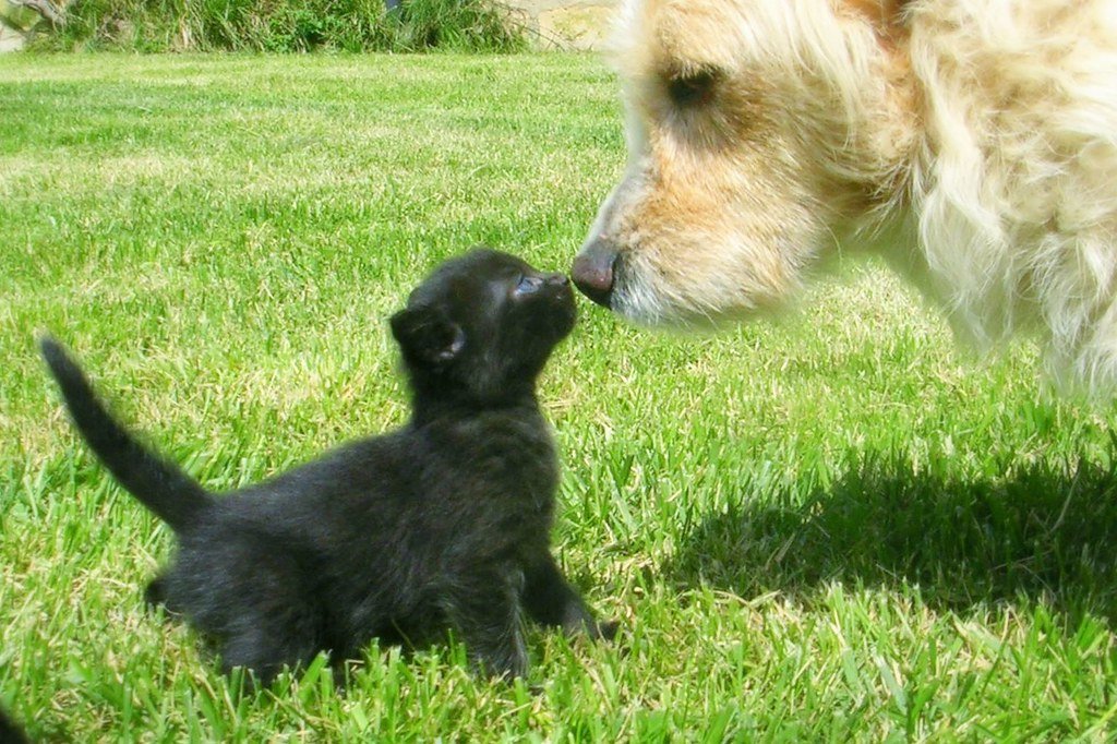 Common Intestinal Parasites in Dogs and Cats: What Every Owner Should Know