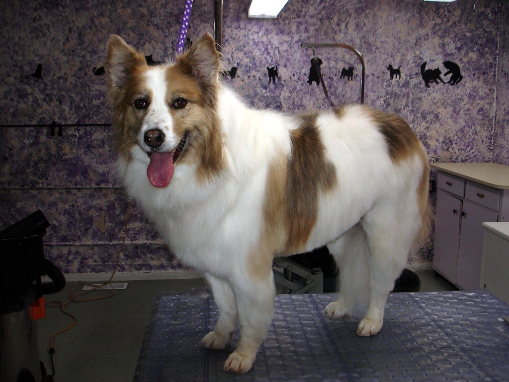 Deshedding: Managing a Dog That Sheds Constantly