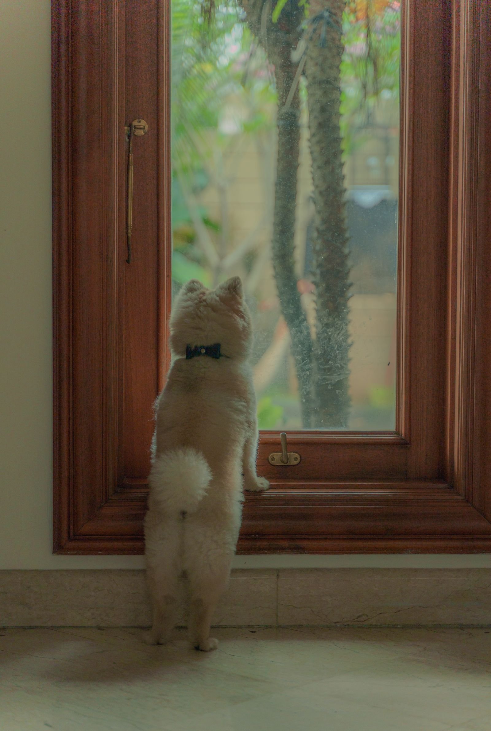 Dog with separation anxiety looking out the window waiting for its owner
