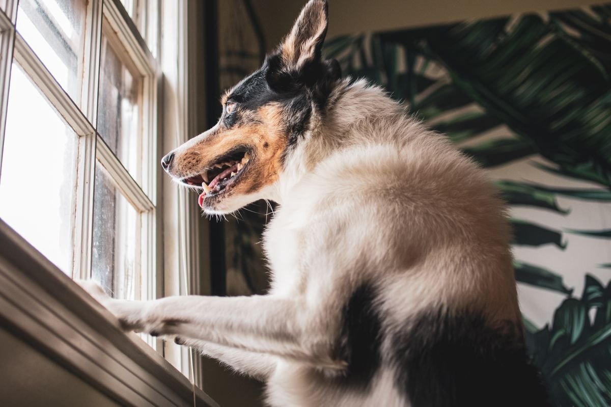 Border Collie watching out the window as its owner leaves