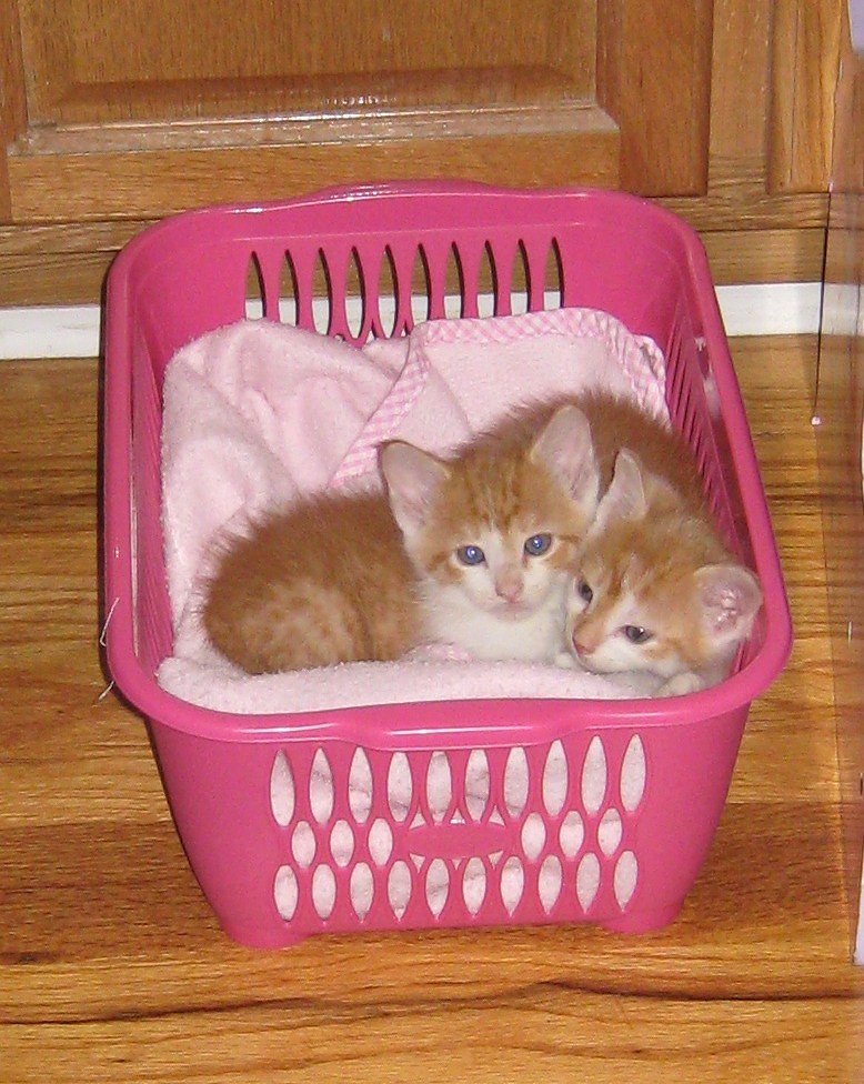 The First Week With a New Kitten: A Survival Guide
