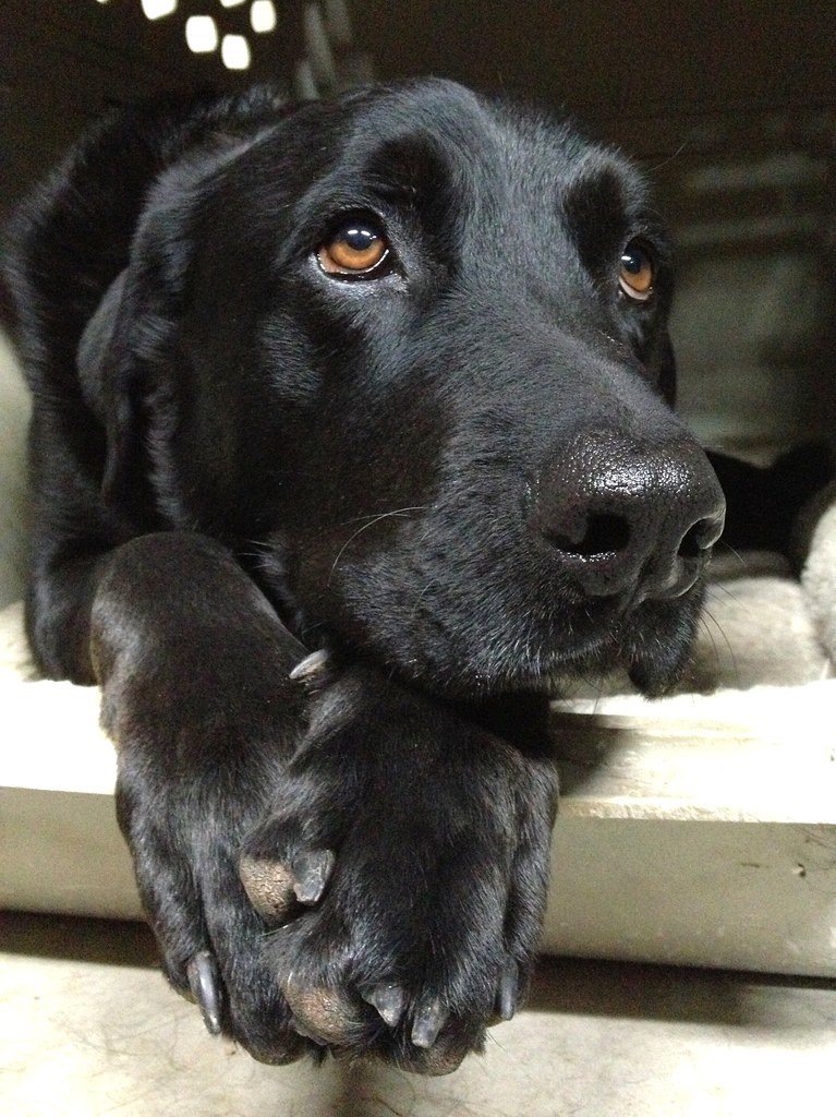 The First Week With a New Puppy: A Survival Guide