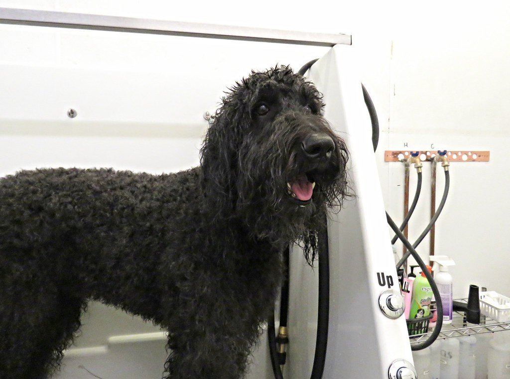How Often Should You Bathe a Dog?