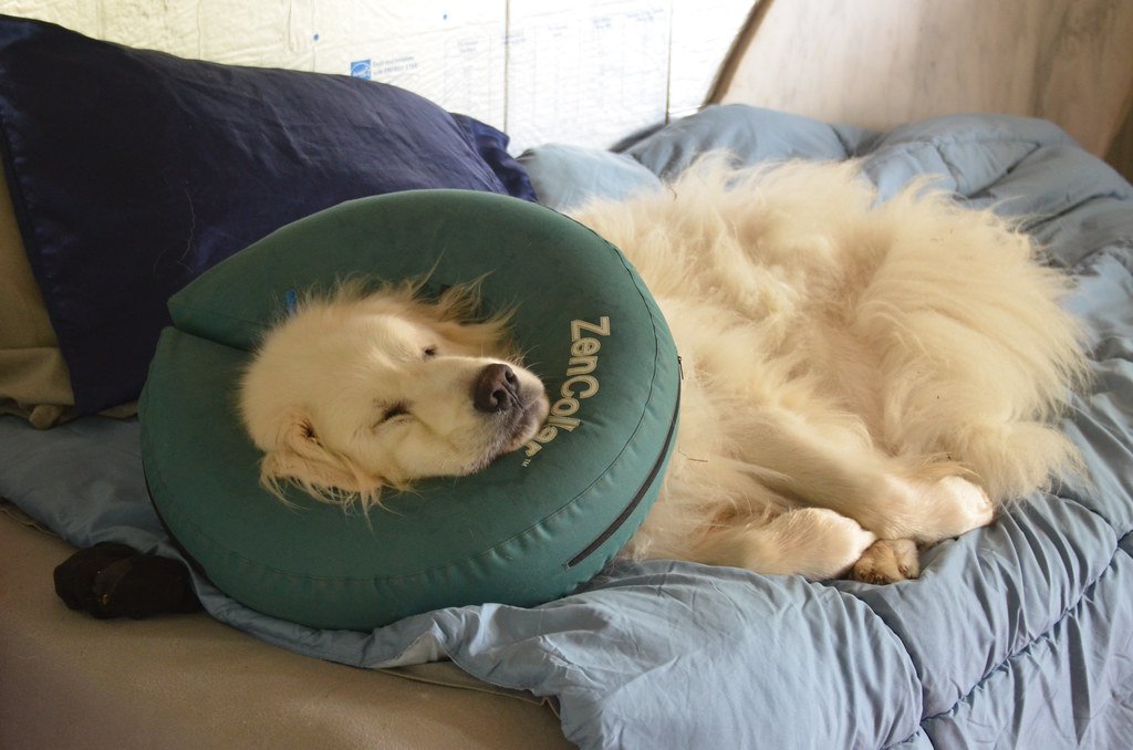 How to Puppy-Proof Your Home: A Room-by-Room Checklist