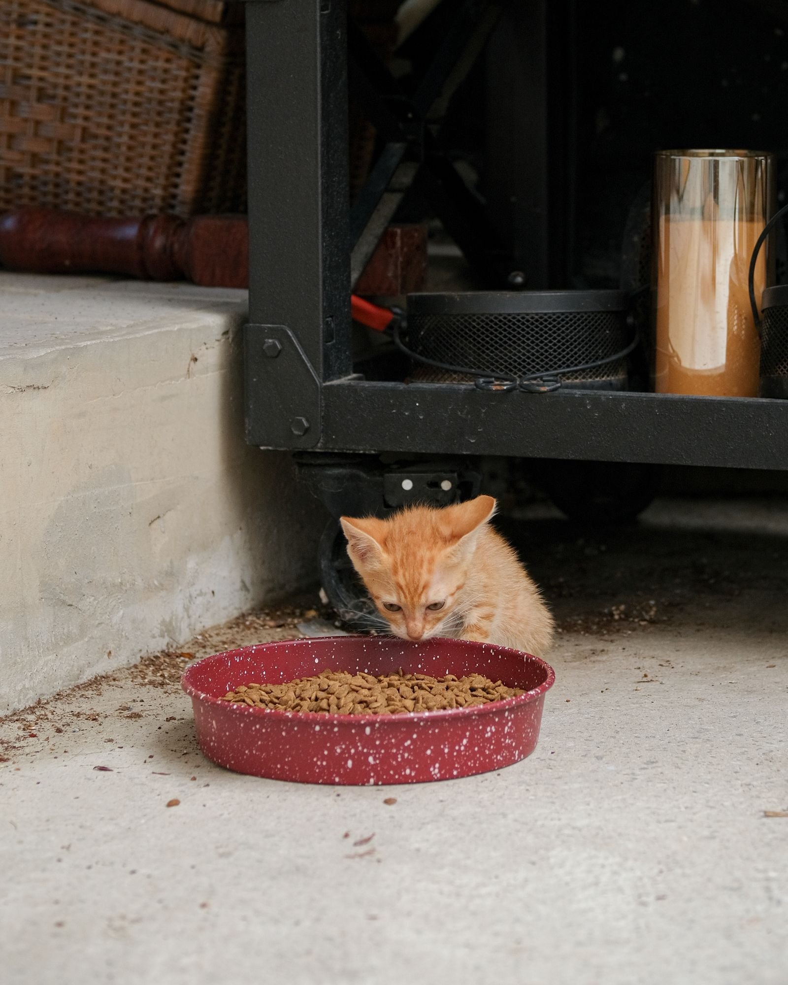 Ginger kitten eating from a bowl on a kitten feeding schedule