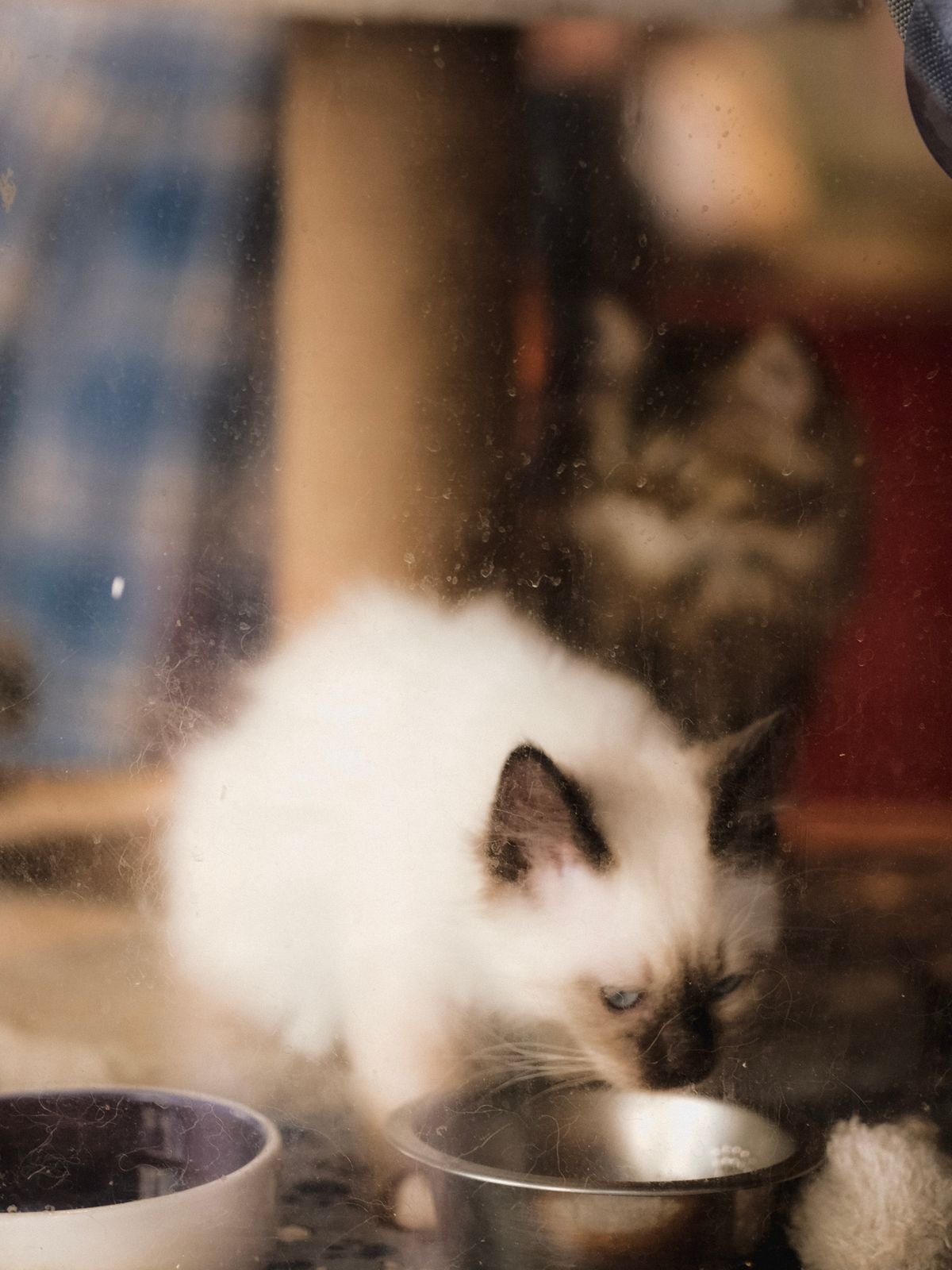 Young kittens sniffing their food bowls at mealtime