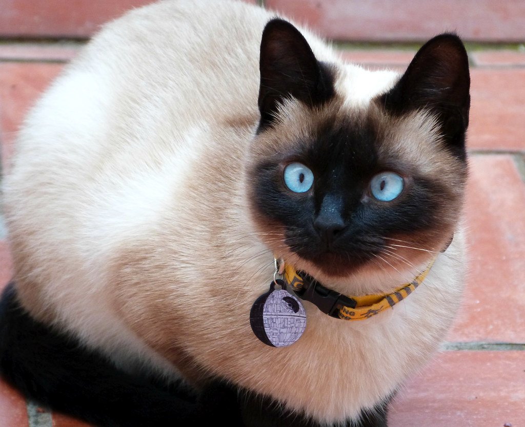 Microchipping Your Pet: Is It Worth It?