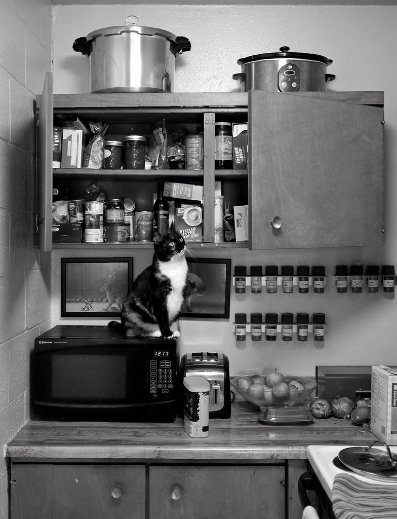 Pet-Proofing Your Home: A Room-by-Room Guide