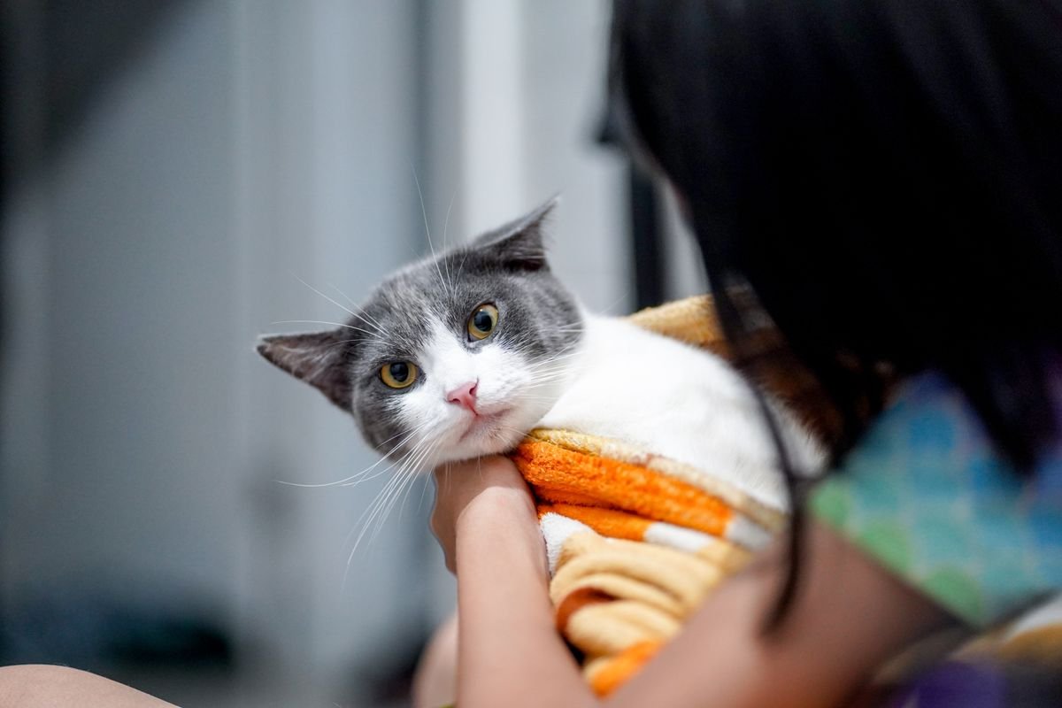 Unwell cat wrapped in a blanket being comforted at home