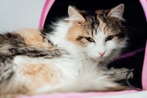 Sick tabby cat being examined at a veterinary clinic