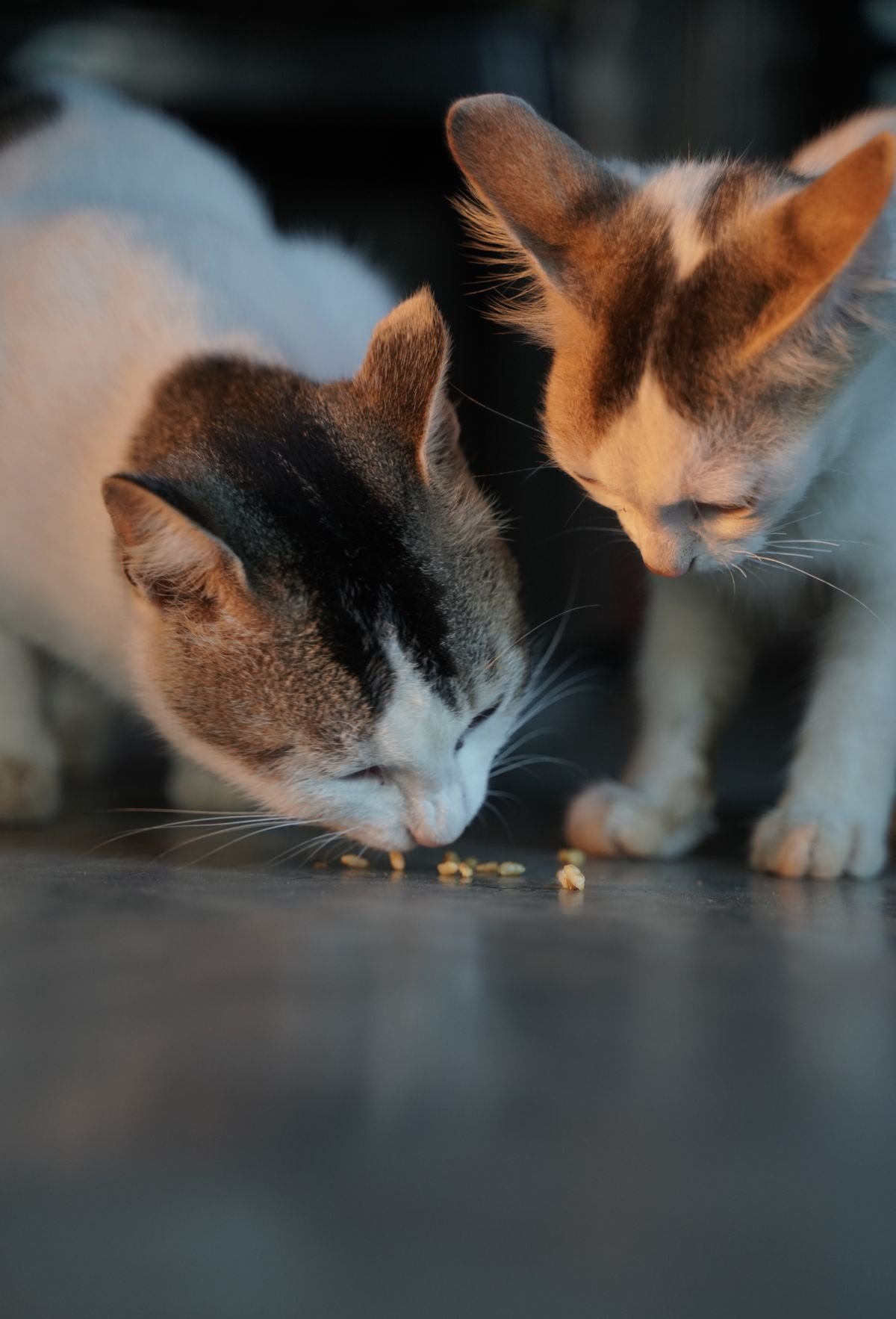 Two indoor cats eating food together at home