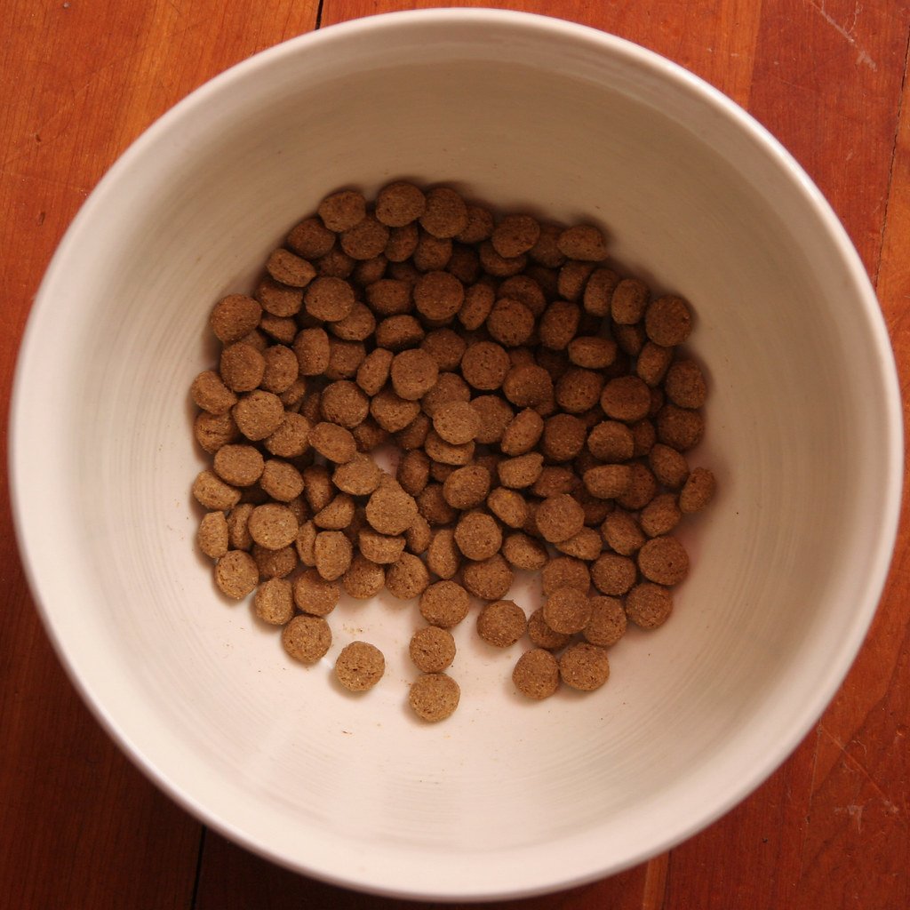 Understanding Pet Obesity and Its Risks