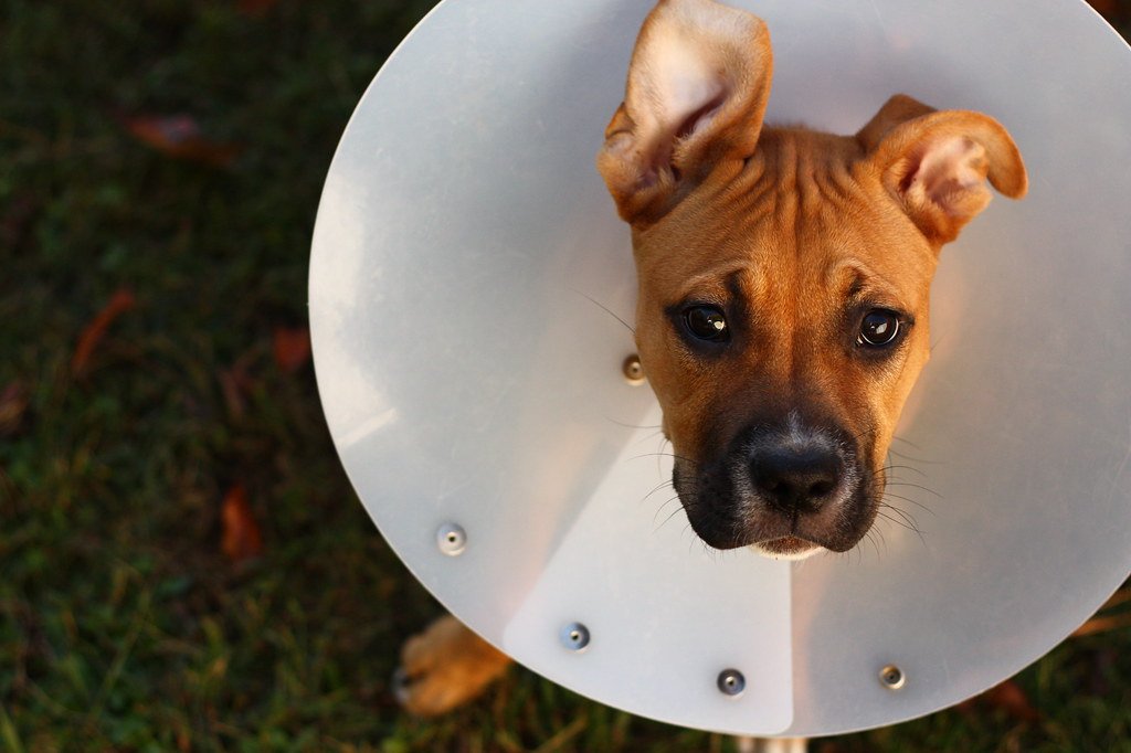 Understanding Spay and Neuter: What to Expect Before and After Surgery