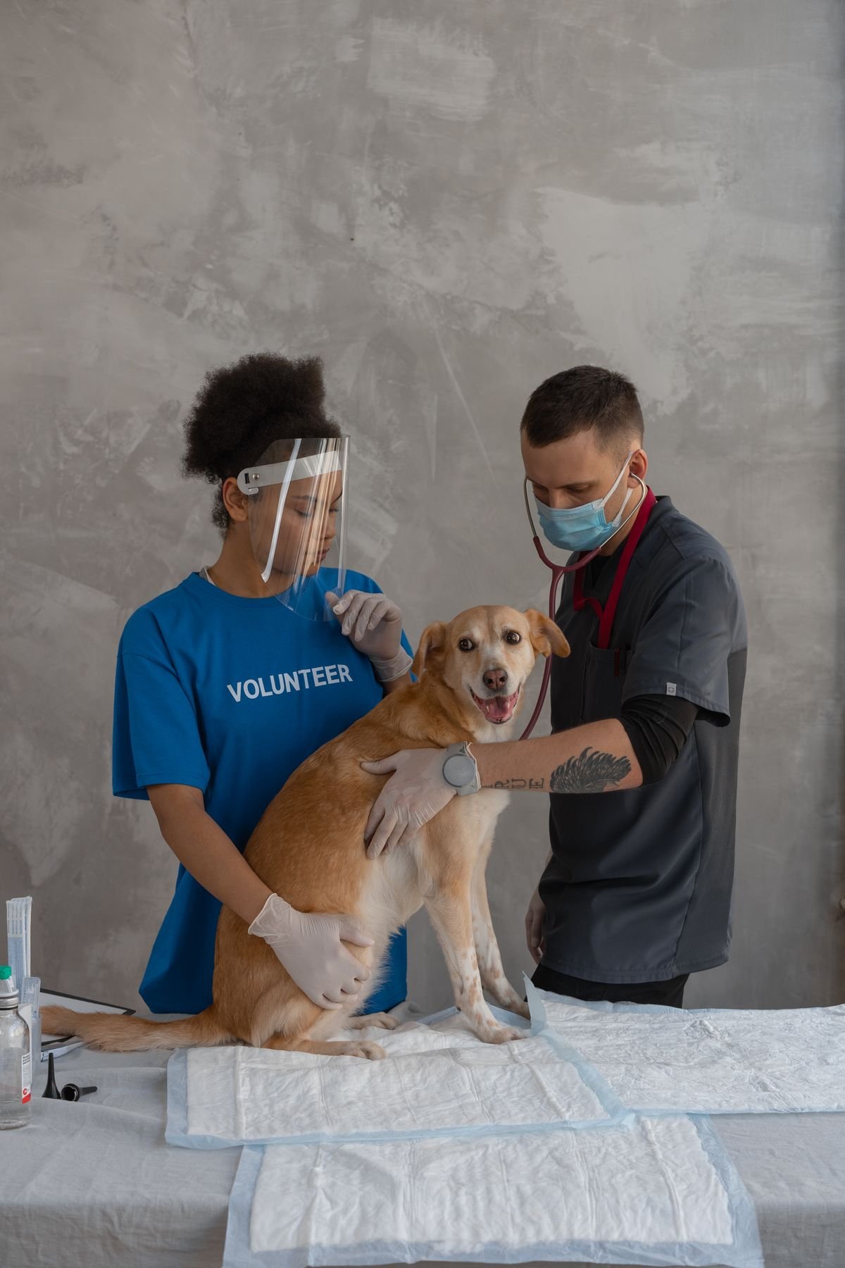 Veterinarian examining a dog at the clinic