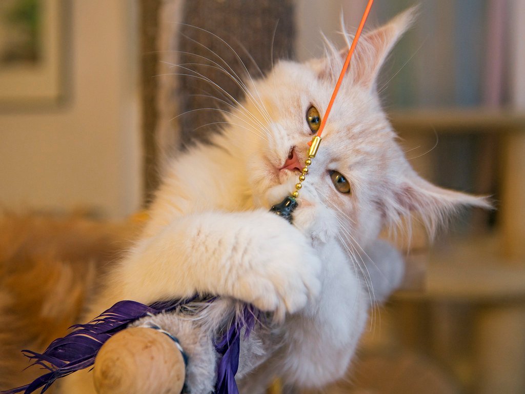 Weight Management for Overweight Cats
