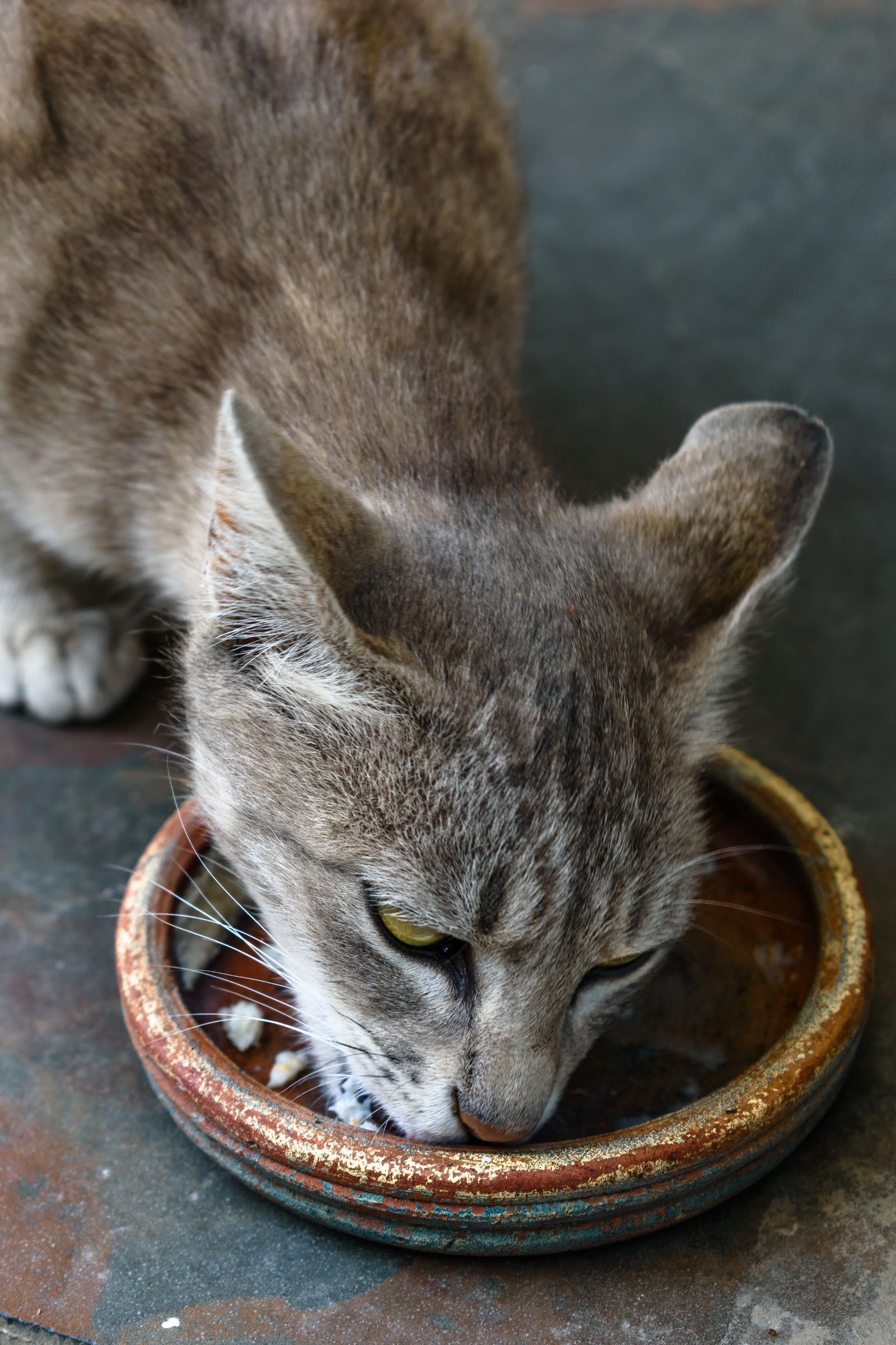 Cat eating from a ceramic bowl comparing wet vs dry cat food
