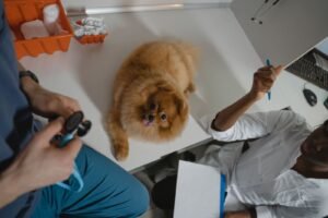 Dog being examined at a veterinary clinic after eating chocolate