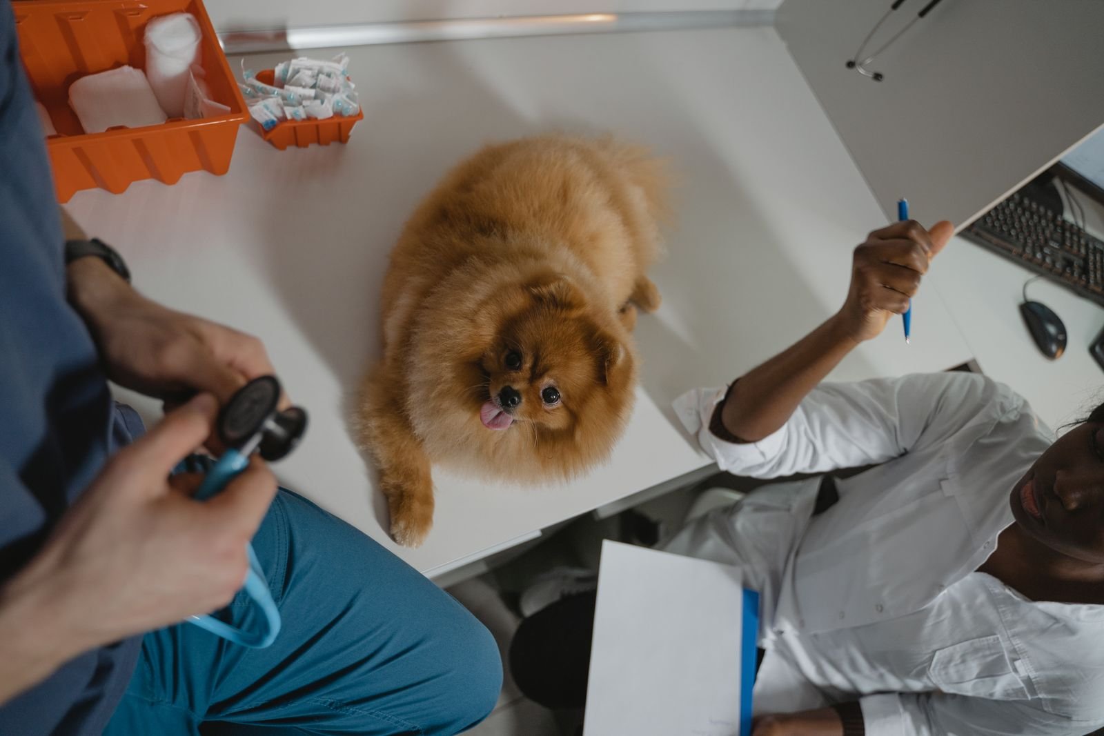 Dog being examined at a veterinary clinic after eating chocolate